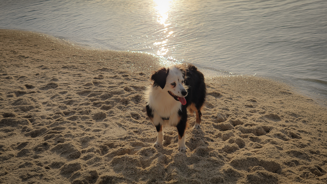 Voyager en France avec son chien - Truffe & Trip