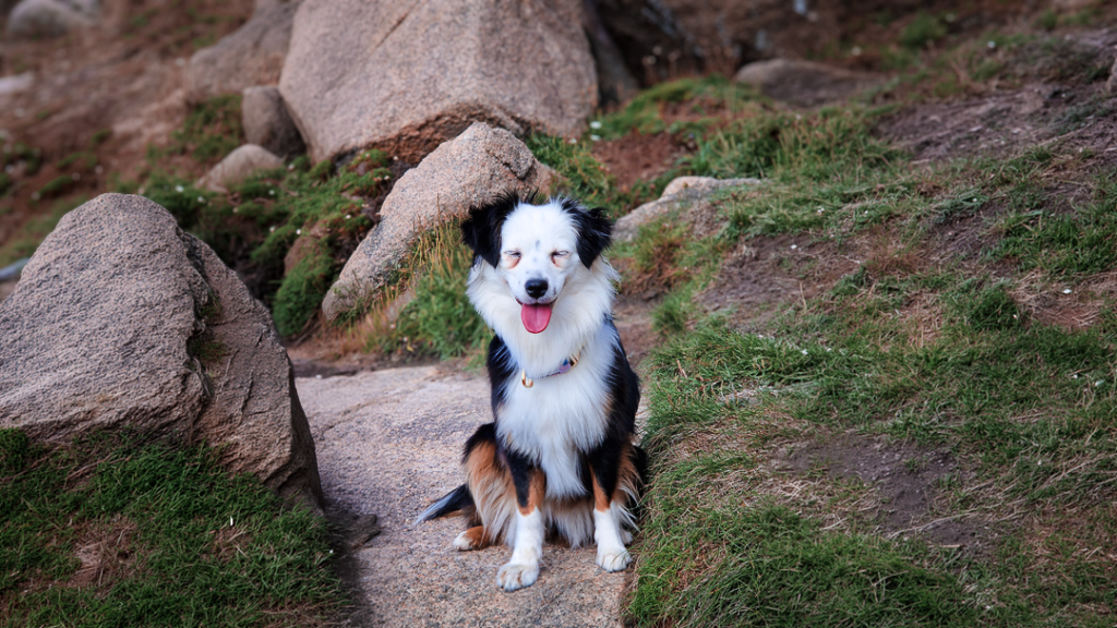 Voyage Perros-Guirec avec son chien
